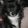 Notre belle fifi 