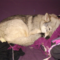 Photo #225176 de Chouca
