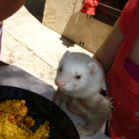 Photo #225195 de Boris