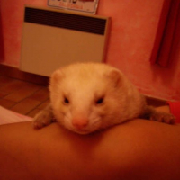 Photo #225199 de Boris