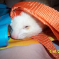 Photo #225203 de Boris