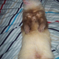 Photo #225207 de Boris