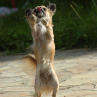 Photo #225220 de Kalinka