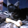 cachou_nonosse