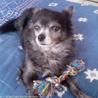 Photo #225231 de Cachou
