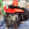 HALLOWEEN_CHOUCHOU