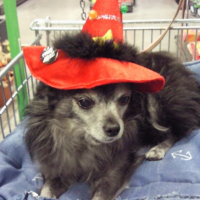 Photo #225233 de Cachou