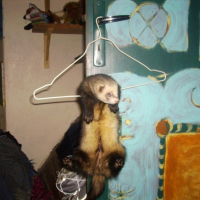 Photo #225239 de Croquette bis