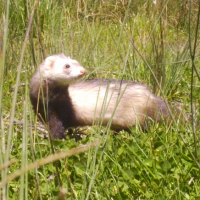 Photo #225262 de Sacha