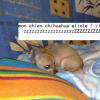 chihuahua eliote