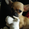 vcoyote_012