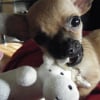 vcoyote_016