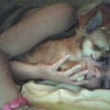 ma pupuce