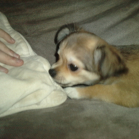 Photo #225324 de Elfie