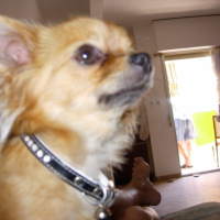 Photo #225328 de Crumble