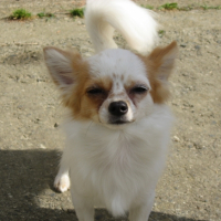 Photo #225329 de Crumble