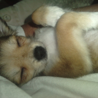 Photo #225330 de Elfie