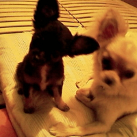 Photo #225331 de Crumble