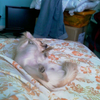 Photo #225332 de Crumble
