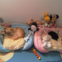 Photo #225333 de Crumble