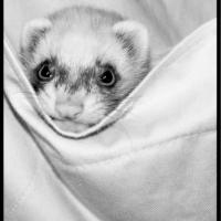 Photo #225337 de Keïko