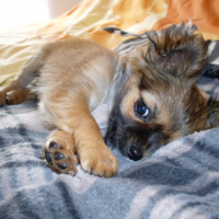Photo #225396 de Maya