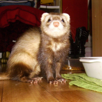 Photo #225455 de Sacha