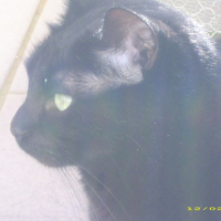 Photo #225464 de Tessy