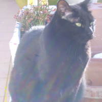 Photo #225469 de Tessy