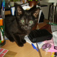 Photo #225473 de Tessy