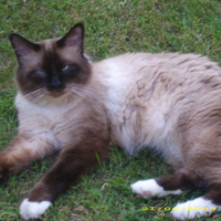 Photo #225514 de Calypso
