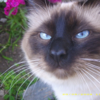 Photo #225516 de Calypso