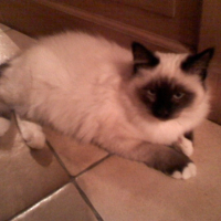 Photo #225519 de Calypso