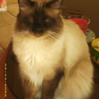 Photo #225525 de Calypso