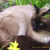 Photo #225526 de Calypso