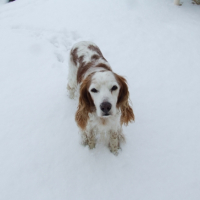 Léon à la neige