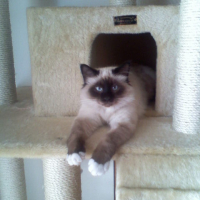 Photo #225531 de Calypso