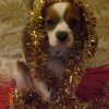 dread_a_noel