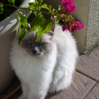 La belle chanel