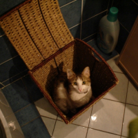 Je suis dans mon panier (à linge)!