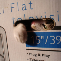 Un chat dans un carton de télé, c'est bizarre?!