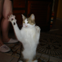 Grrrrrrrrrr le tigre!!!