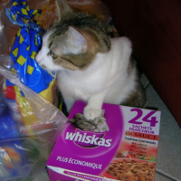 Photo #225620 de Filou