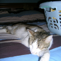 Photo #225623 de Filou