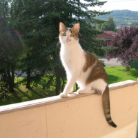 Photo #225625 de Filou