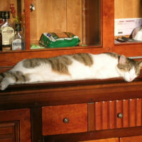 Photo #225626 de Filou
