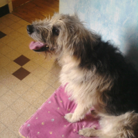 Photo #225627 de Tekila