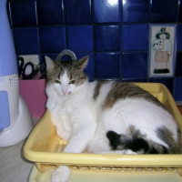 Photo #225629 de Filou