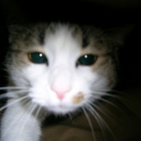 Photo #225633 de Filou
