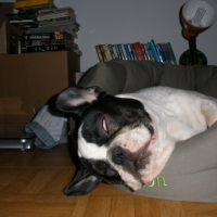 Photo #225646 de Daddy cool